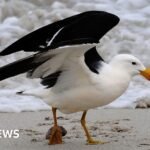 Australia to roll out bird flu vaccines for most vulnerable native birds
