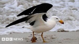 Australia to roll out bird flu vaccines for most vulnerable native birds