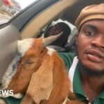 The Nigerian goat is now a celebrity – how this graduation gift went viral