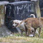 Dog’s death during canine-catching operation renews scrutiny of how Malaysia manages strays