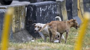 Dog’s death during canine-catching operation renews scrutiny of how Malaysia manages strays