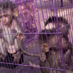 Indonesia’s renewed macaque export push pits research demand against conservation concerns