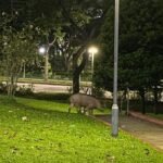 NParks sued over alleged negligence in wild boar attack, Botanic Gardens falls