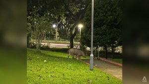 NParks sued over alleged negligence in wild boar attack, Botanic Gardens falls