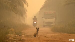 ‘Hazardous’ levels of air quality in parts of Indonesia’s Borneo
