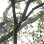 NParks sterilising long-tailed macaques at Maju Forest to manage population