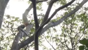 NParks sterilising long-tailed macaques at Maju Forest to manage population