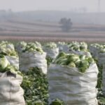Singapore steps up cabbage testing following reports of formaldehyde use in China