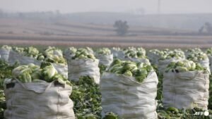 Singapore steps up cabbage testing following reports of formaldehyde use in China