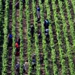 Agriculture stocks are breaking out. Jay Woods says watch these levels