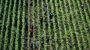 Agriculture stocks are breaking out. Jay Woods says watch these levels