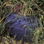Australian man pleads not guilty to Thai suitcase murder