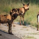 African wild dogs trek thousands of kilometres to find mates, study shows