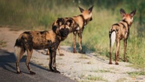 African wild dogs trek thousands of kilometres to find mates, study shows