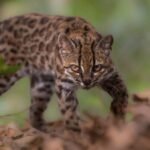 New cat species identified in Bolivia, first in over a century