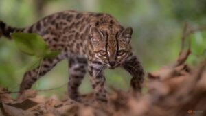 New cat species identified in Bolivia, first in over a century