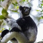 Singing lemurs may use a soprano-like trick to project songs