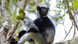 Singing lemurs may use a soprano-like trick to project songs