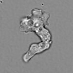 Tenacious hot springs amoeba sets heat-tolerance record