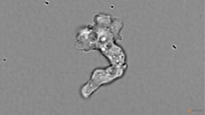 Tenacious hot springs amoeba sets heat-tolerance record