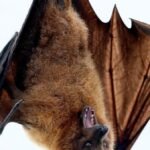 Study reveals evolutionary history of bats, dating back 65 million years