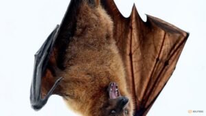 Study reveals evolutionary history of bats, dating back 65 million years