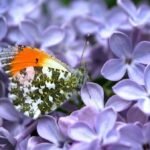 Butterfly wing patterns may trick predators with motion illusions