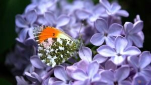 Butterfly wing patterns may trick predators with motion illusions