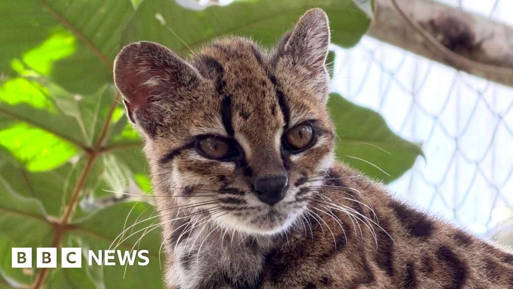 Spotted wildcat from Bolivian forest revealed as new species