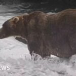 ‘Backpack’ declared Alaska’s Fat Bear Week winner