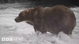‘Backpack’ declared Alaska’s Fat Bear Week winner
