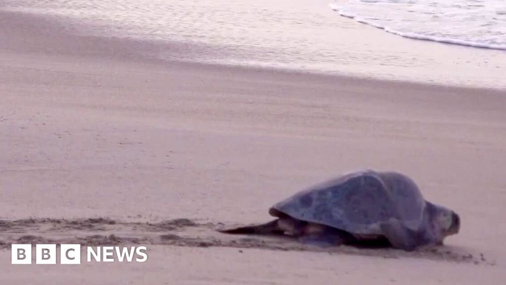 Mass nesting brings swarms of turtles to Mexican beach