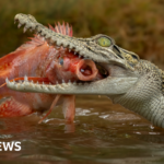 Singapore crocodile: Man charged over AI image