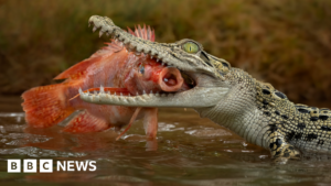 Singapore crocodile: Man charged over AI image