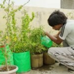 Urban farming for a new generation in Delhi