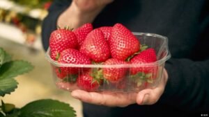 Can scientists breed the perfect strawberry?