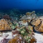 Corals as climate archive: Are El Nino events intensifying?