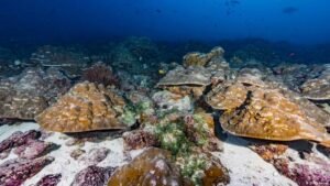 Corals as climate archive: Are El Nino events intensifying?