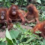 Exotic animal smuggling baffles activists in India