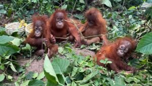 Exotic animal smuggling baffles activists in India