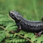 Can a Himalayan living fossil still be saved?