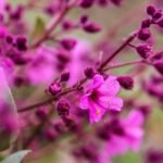 Chile’s Atacama desert in full bloom