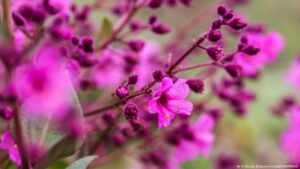 Chile’s Atacama desert in full bloom