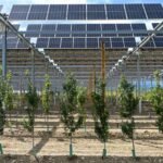 Why some farmers are pairing crops and grazing sheep with solar panels