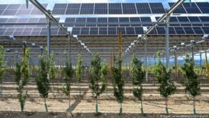 Why some farmers are pairing crops and grazing sheep with solar panels