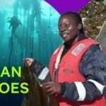 Ghana’s disappearing guitarfish