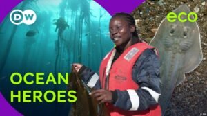 Ghana’s disappearing guitarfish
