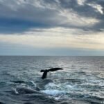 US: Trump administration weakens Endangered Species Act