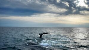 US: Trump administration weakens Endangered Species Act