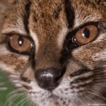 Bolivia: New cat species discovered by scientists